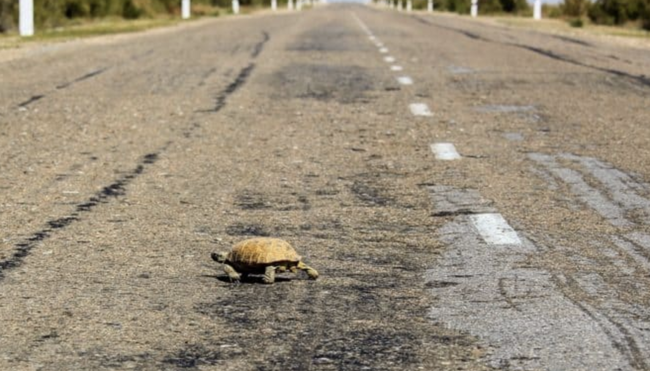 Tunnel under the street saves countless turtles in Wisconsin
