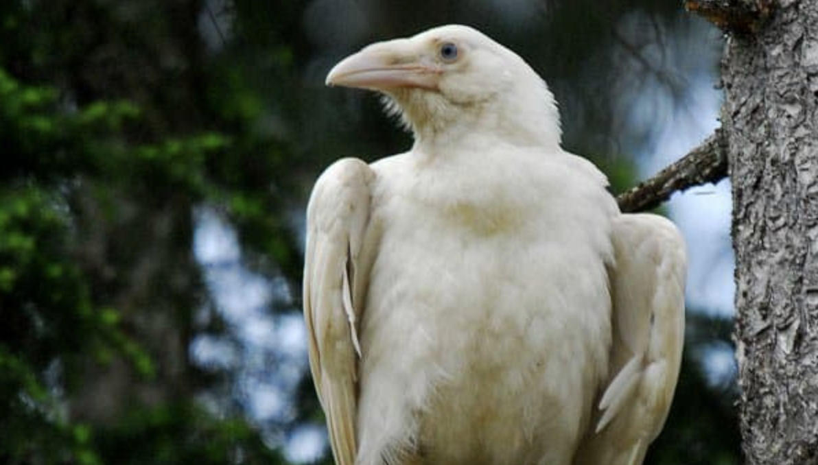 Photographer Snaps Photos of Incredibly Rare White Ravens in Canada￼