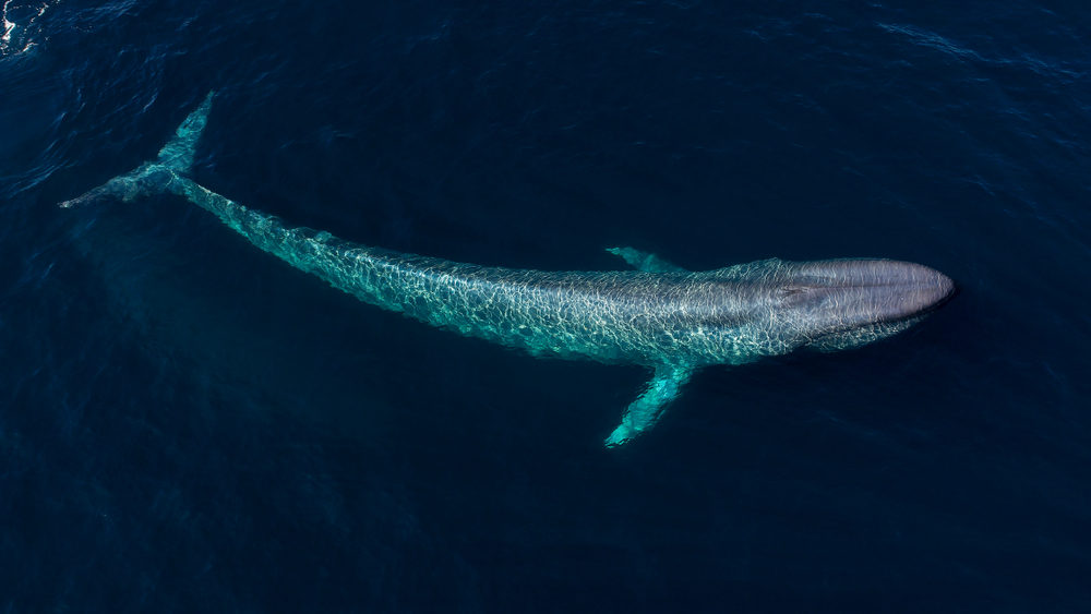 Wonderful facts about blue whales, the largest animals ever lived on the earth