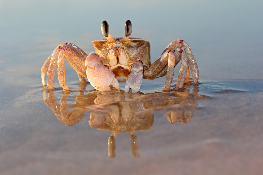 Ghost Crabs Have Some Unique and Weird Defense Mechanism