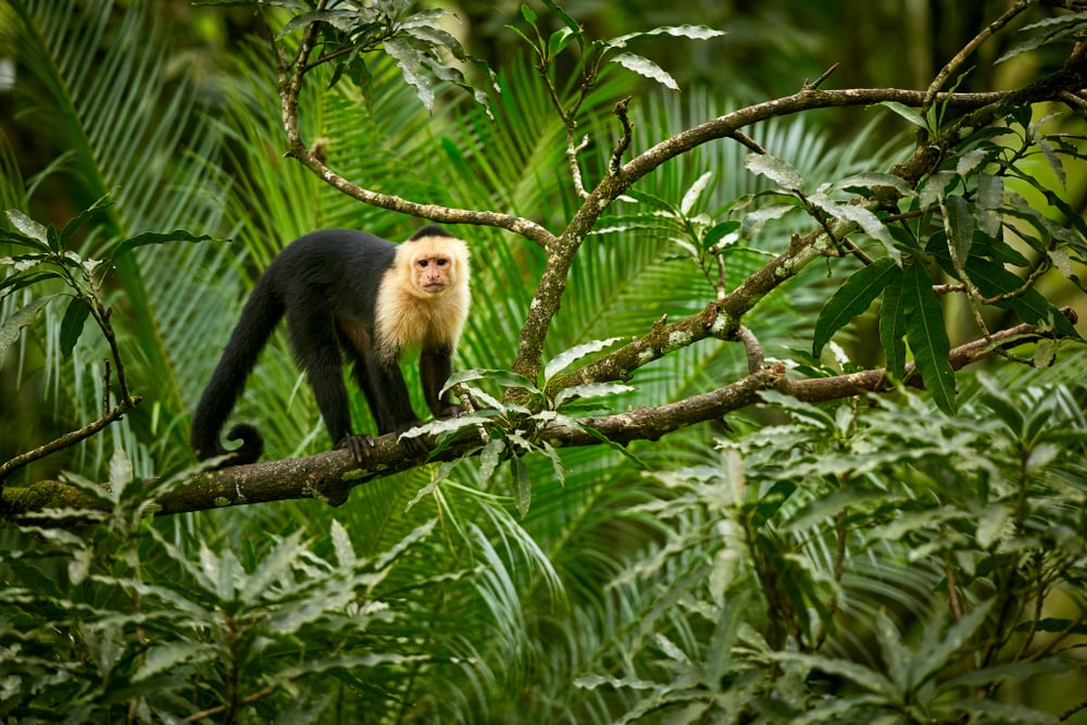Male Capuchin Monkeys Use Urine To Attract Female Counterpart