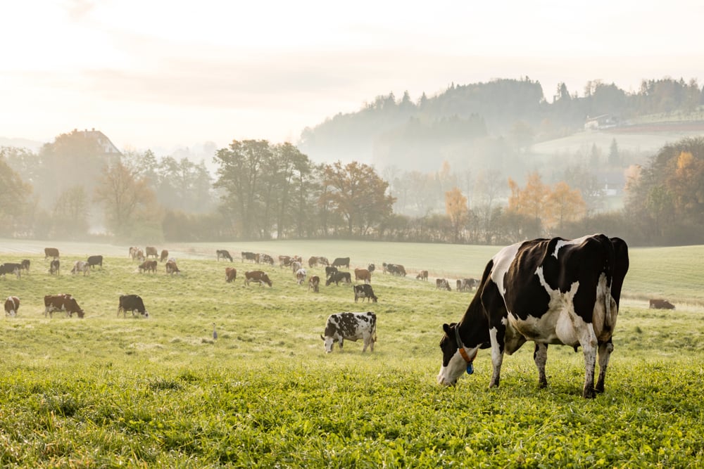 Painted Cows Repel Flies And It’s Also Environmentally Friendly