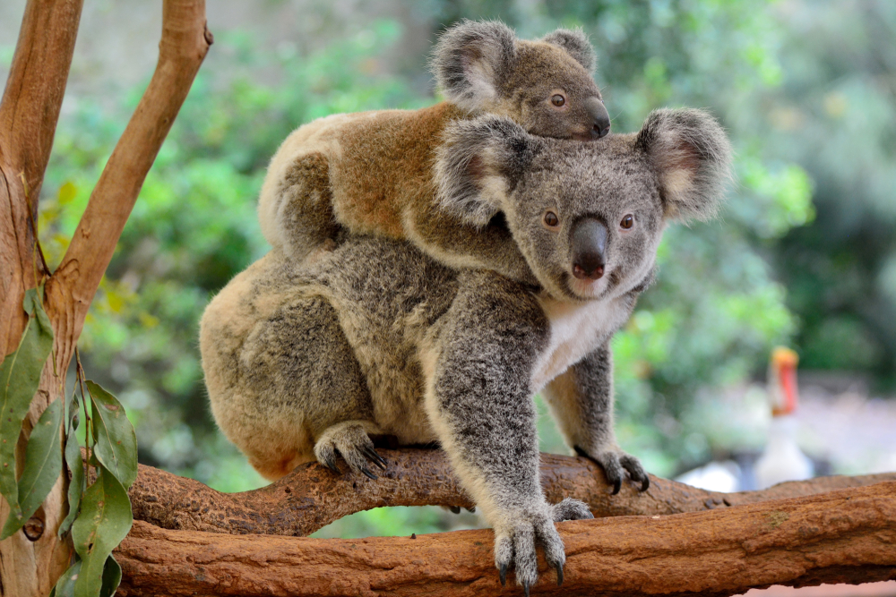 Everything you wanted to know about the koala bear