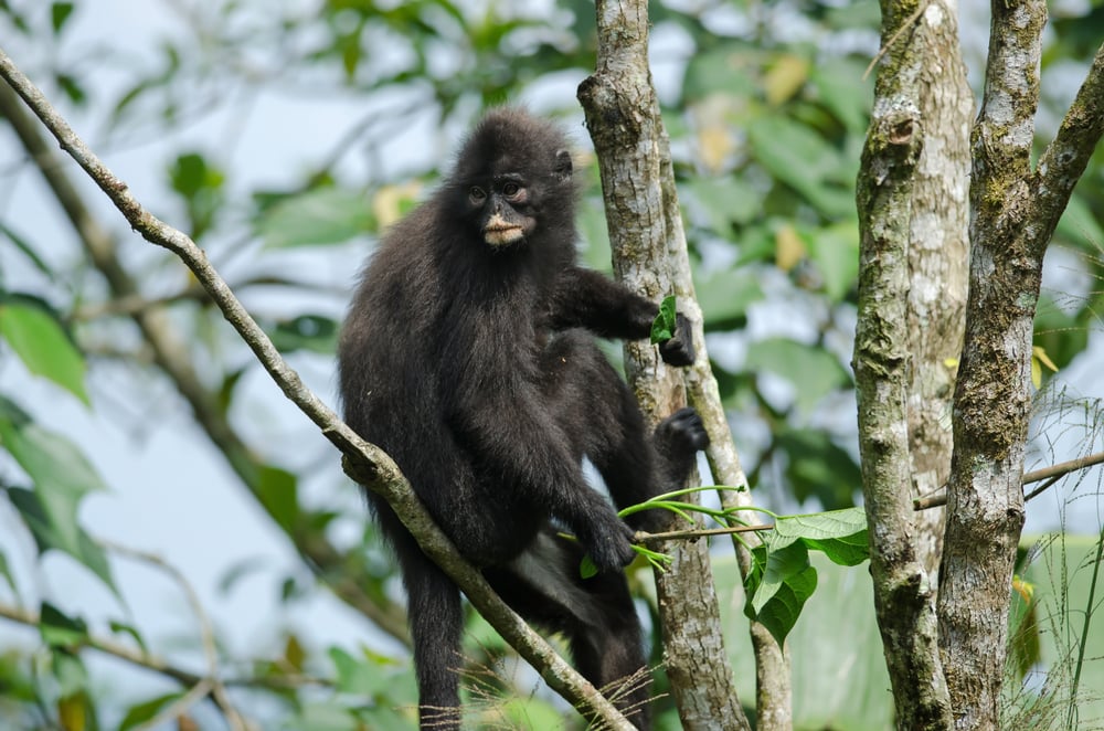 Learn about newly discovered yet endangered species of the monkey
