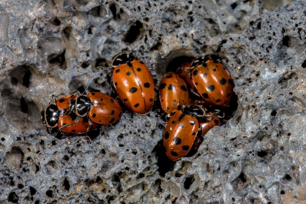 How do insects survive in the chilling weather?