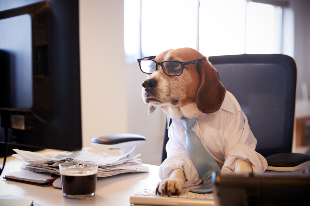 When cats and dogs run for public office