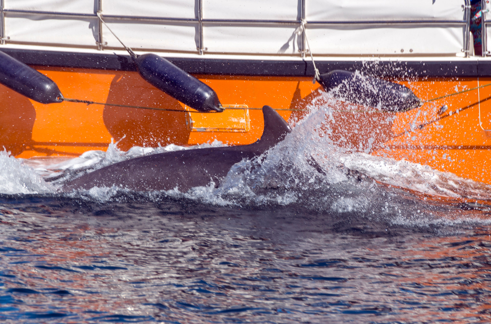 An Irish fisherman gives company to Fungie the Dolphin