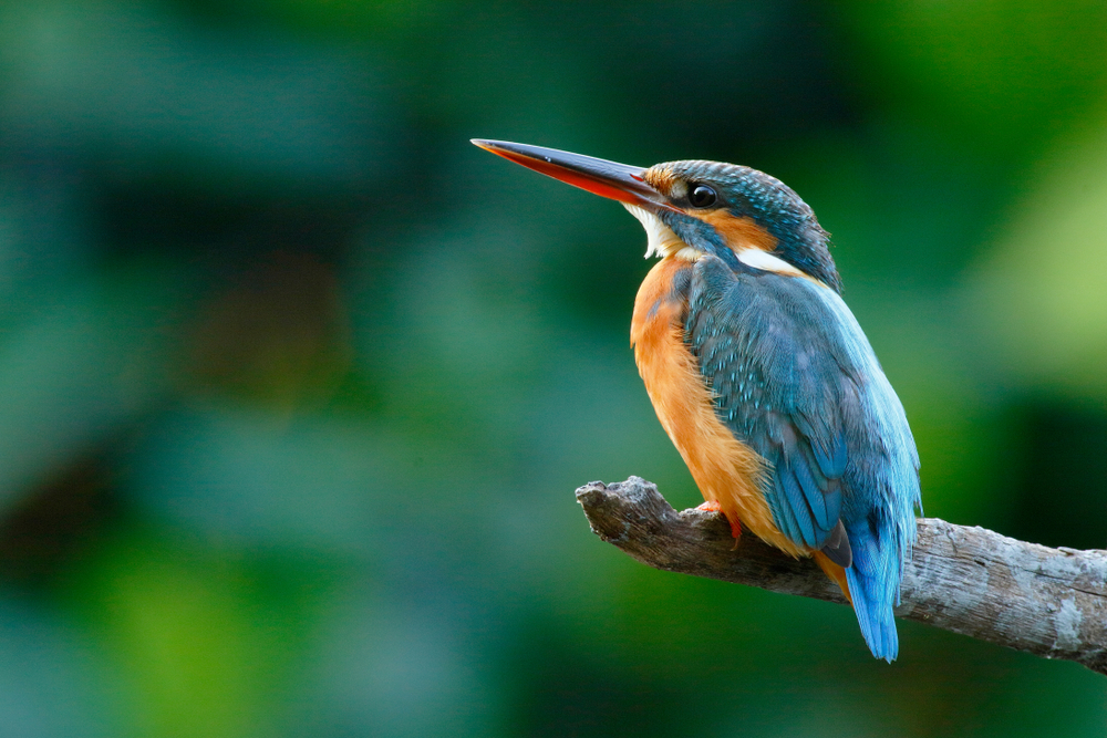 The best tool for tracking birds