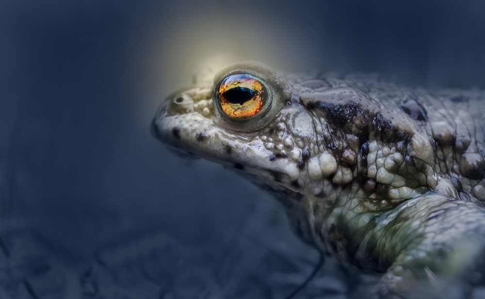 A new discovery of glowing amphibians