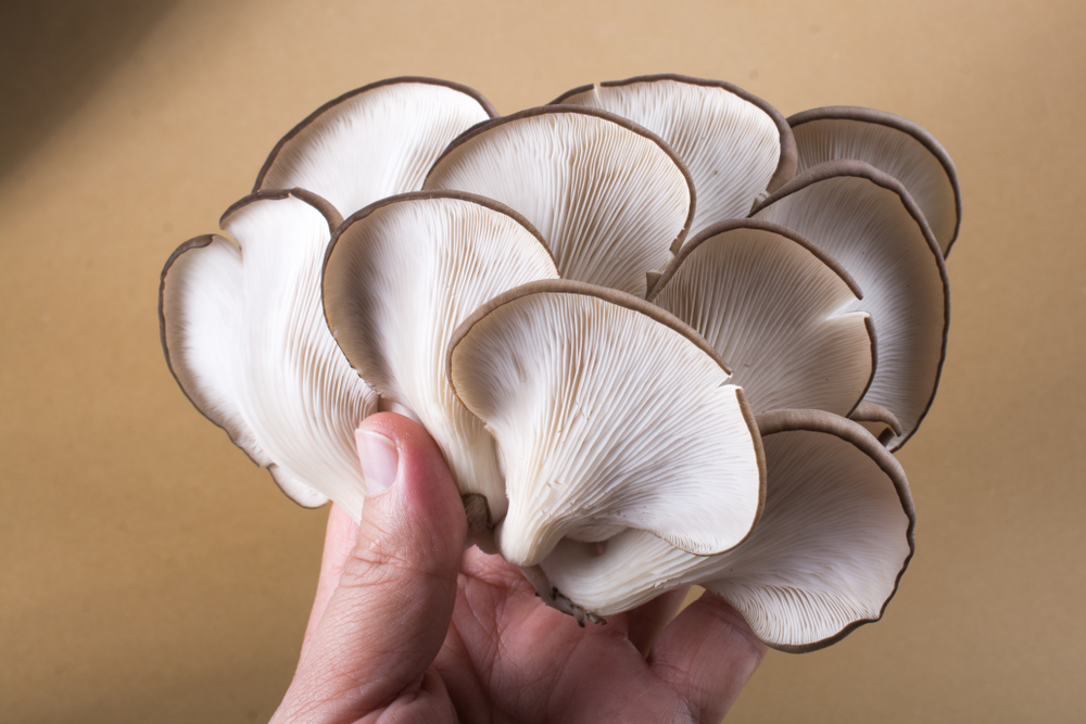 Mushroom Mycelium and the future of fashion
