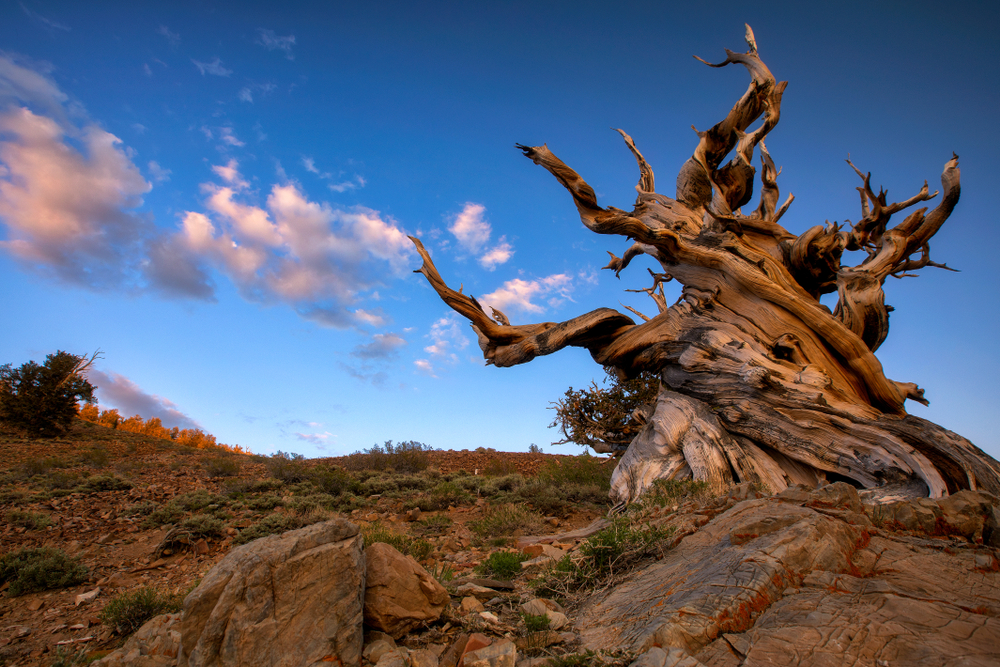 The Search for the World’s Oldest Tree: Uncovering the Secrets of California’s Bristlecone Pines
