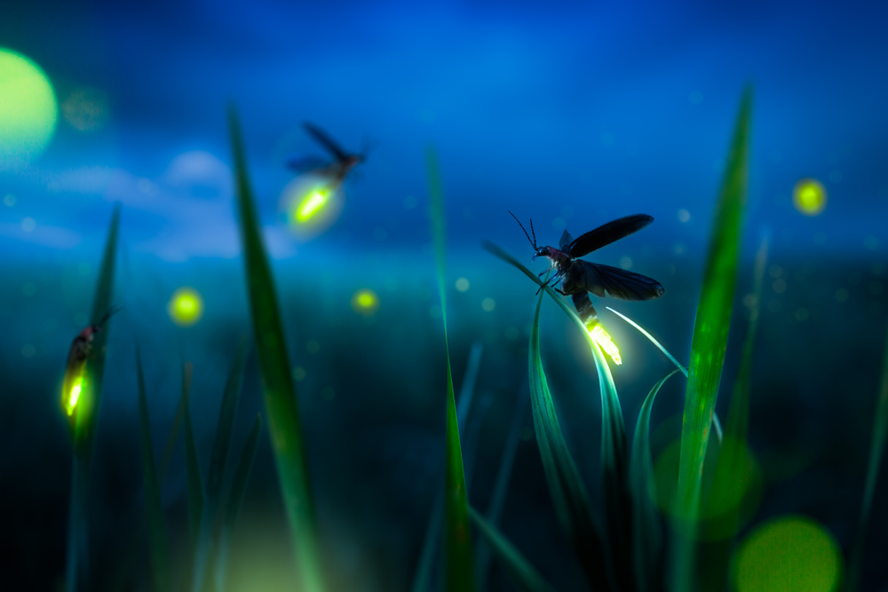 Why is the firefly population decreasing?