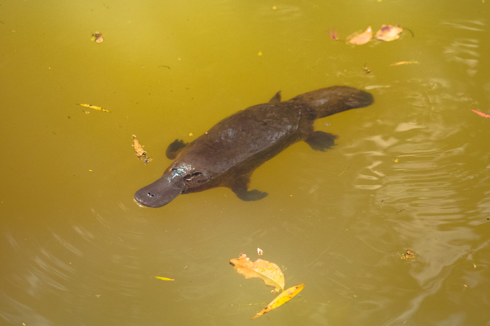 Curious facts about the platypus that will blow your mind