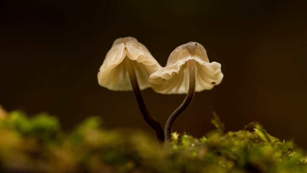 The Hidden Role of Fungi in Food Chains and Ecosystems