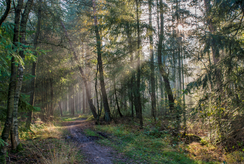 Eccentric Dutch tradition of dropping the children into the forest