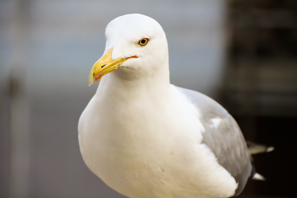 If seagulls eat Alka-Seltzer, will they explode?