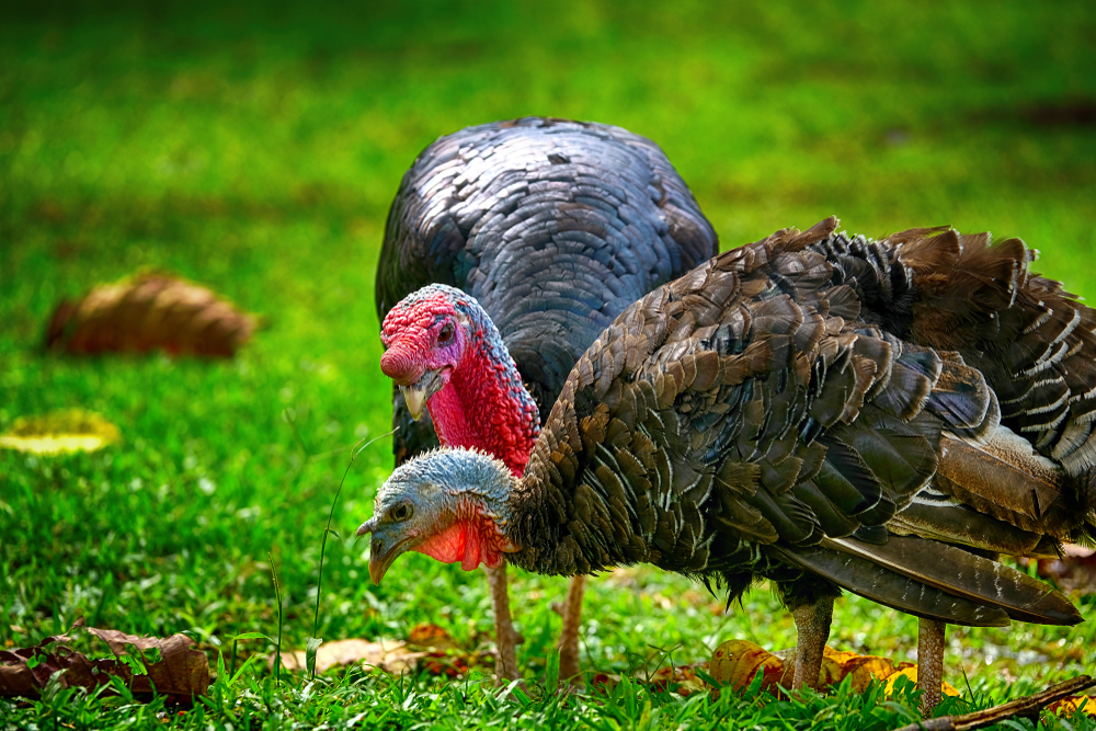 How did the turkey get its name?