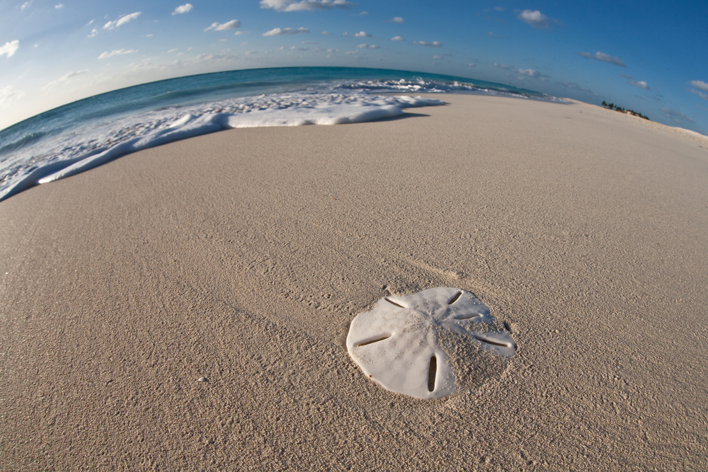 9 Interesting facts about sand dollars