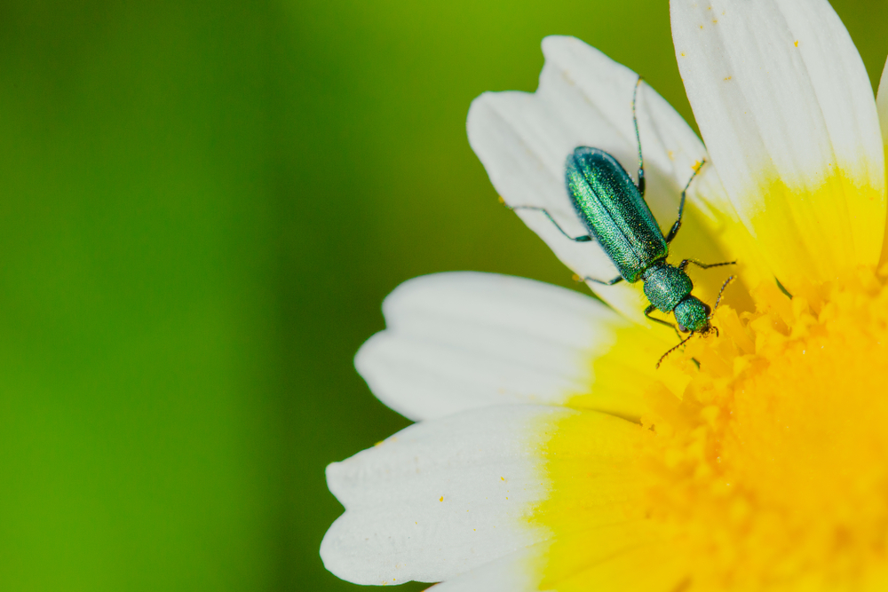 Learn more about how jewel beetles make themselves invisible
