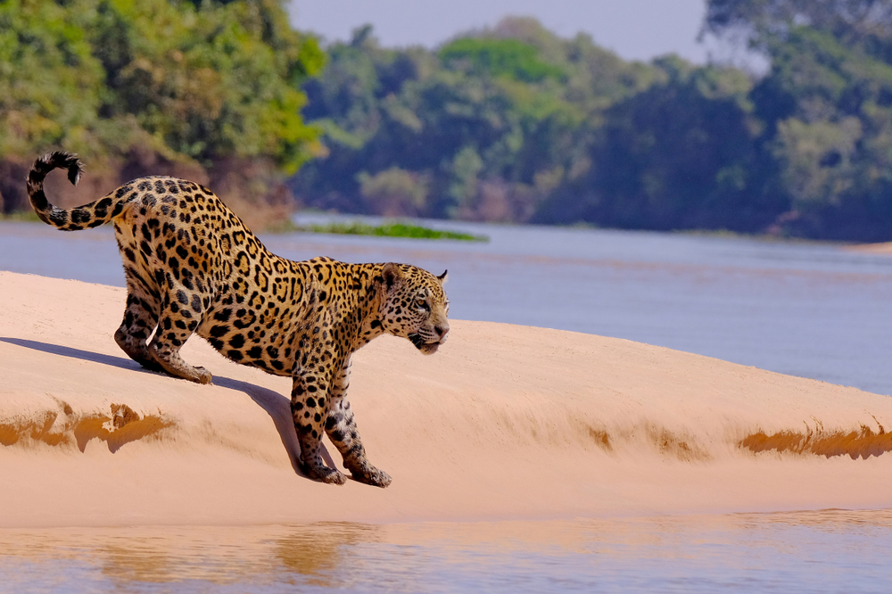 The Reintroduction of The Jaguar in Southwestern  USA