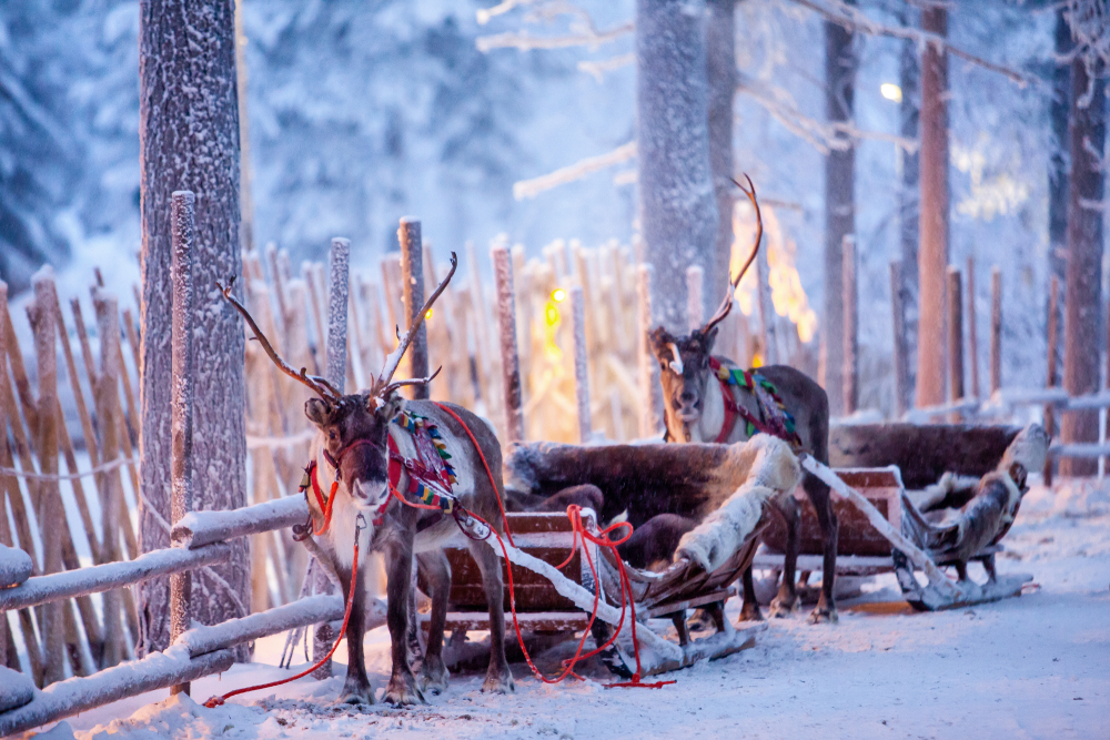 On Santa’s days off, where are the reindeer?