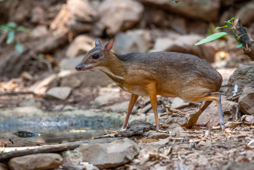 A tiny unique forest creature
