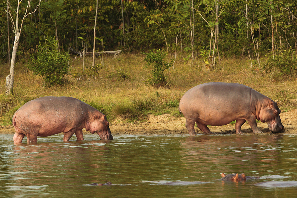 Why Escobar Hippos are taking over Colombia?
