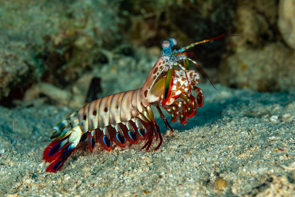 The Shrimp That Punches Faster and Harder Than Bruce Lee