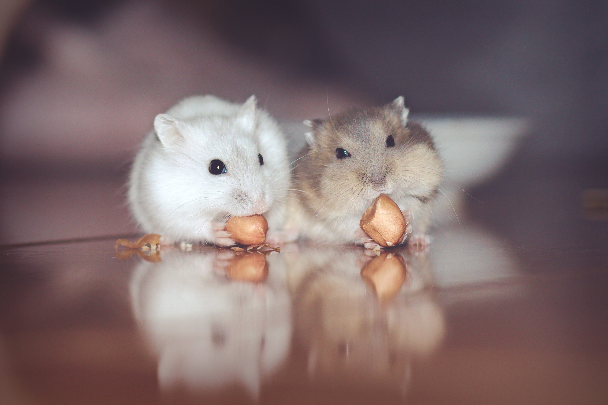 The murder mystery of the common hamster