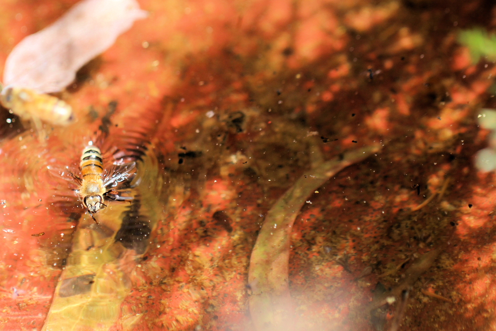How do honeybees create their own waves while stuck in the water?