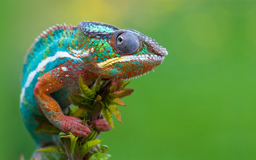 What’s inside Chameleon’s color changing technique?