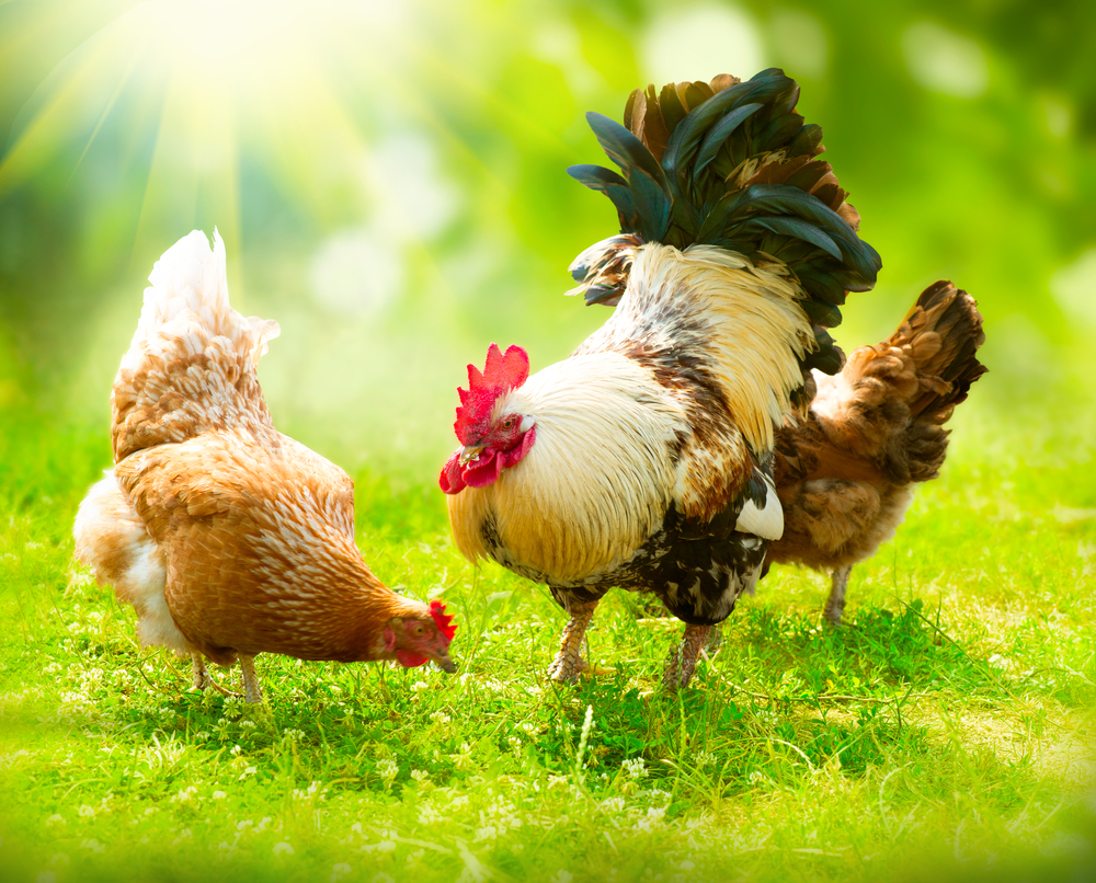 Does a hen needs a rooster to lay eggs?