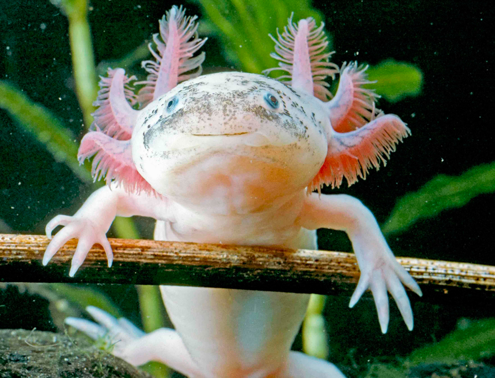 Facts about Axolotls, the Mexican Walking Fish