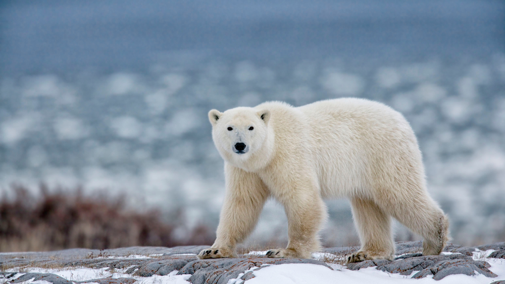 The scientific reason behind polar bears’ color