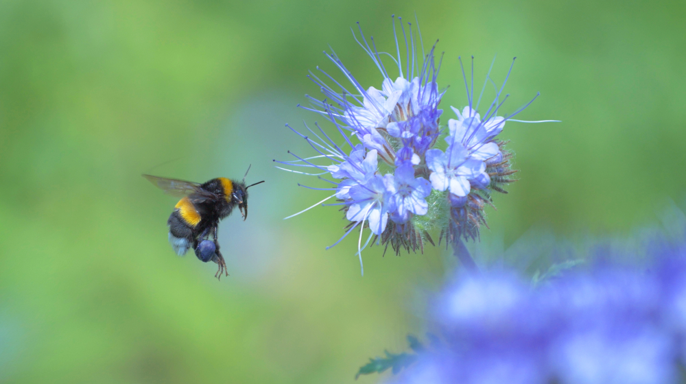 Learn more about how bumblebees switch to economy mode