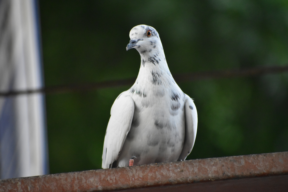This bird can do a backflip
