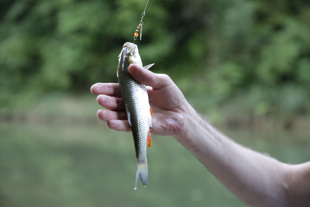 Did you know? Fishes can feel pain in the same way as humans