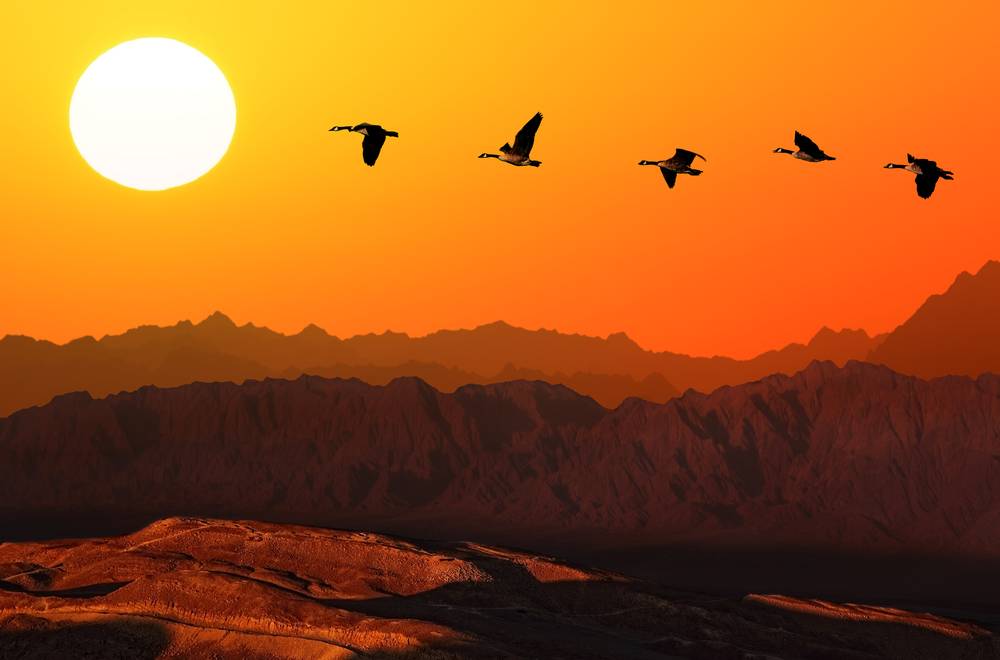 Facts about the migratory birds