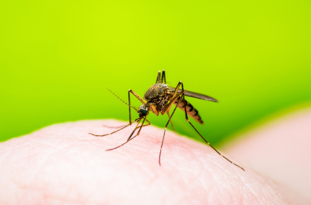 Where do mosquitoes go during the daytime?