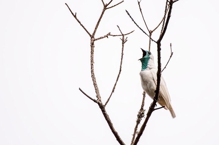 World’s loudest bird: the White Bellbird