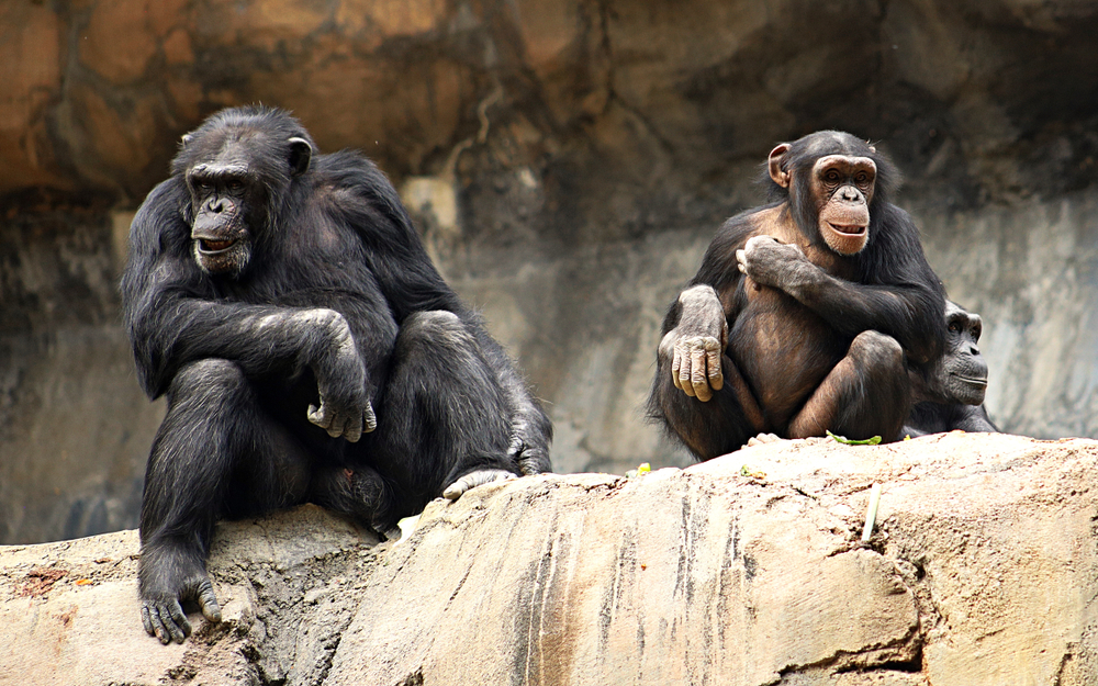 Why do chimps throw rocks at trees?