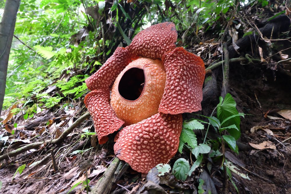 These are the scariest plants in the world