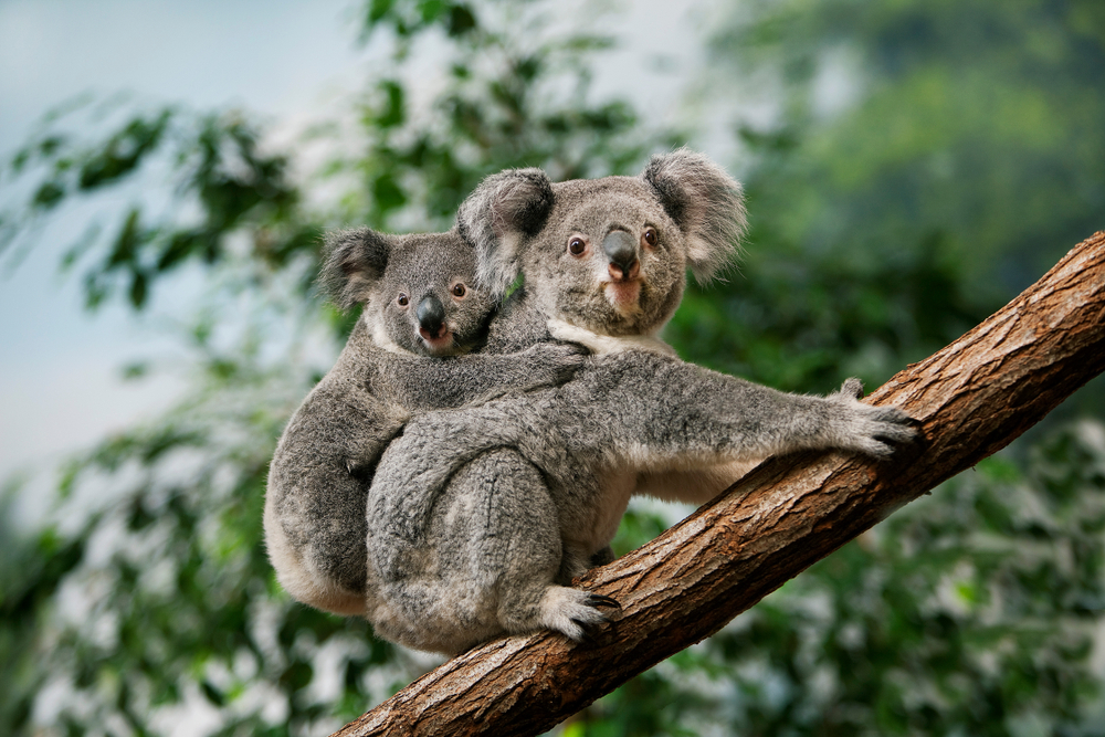 Human Or Koala? Fingerprints of Koalas Are Nearly Identical As Humans