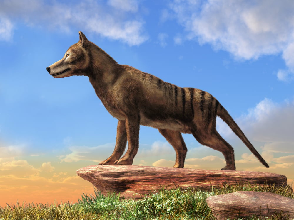 The Tasmanian Tiger that no longer exists