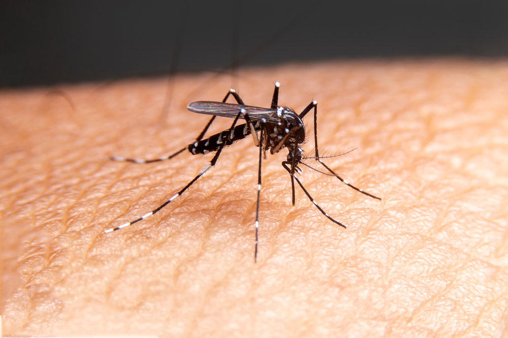 Learn to protect yourself from mosquitoes while traveling