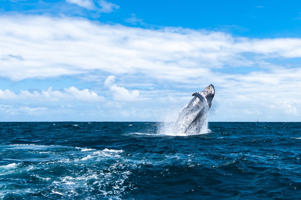 Caribbean Humpback Whale Have Accents