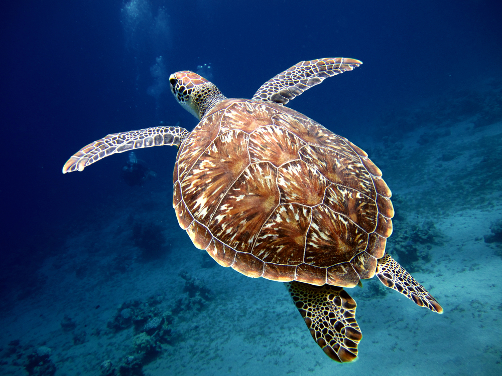 Why every year 4,600 Sea Turtles are killed in U.S. Fisheries
