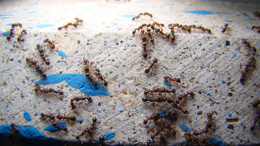 This Special Breed of Ant is Only To Be Found in Manhattan
