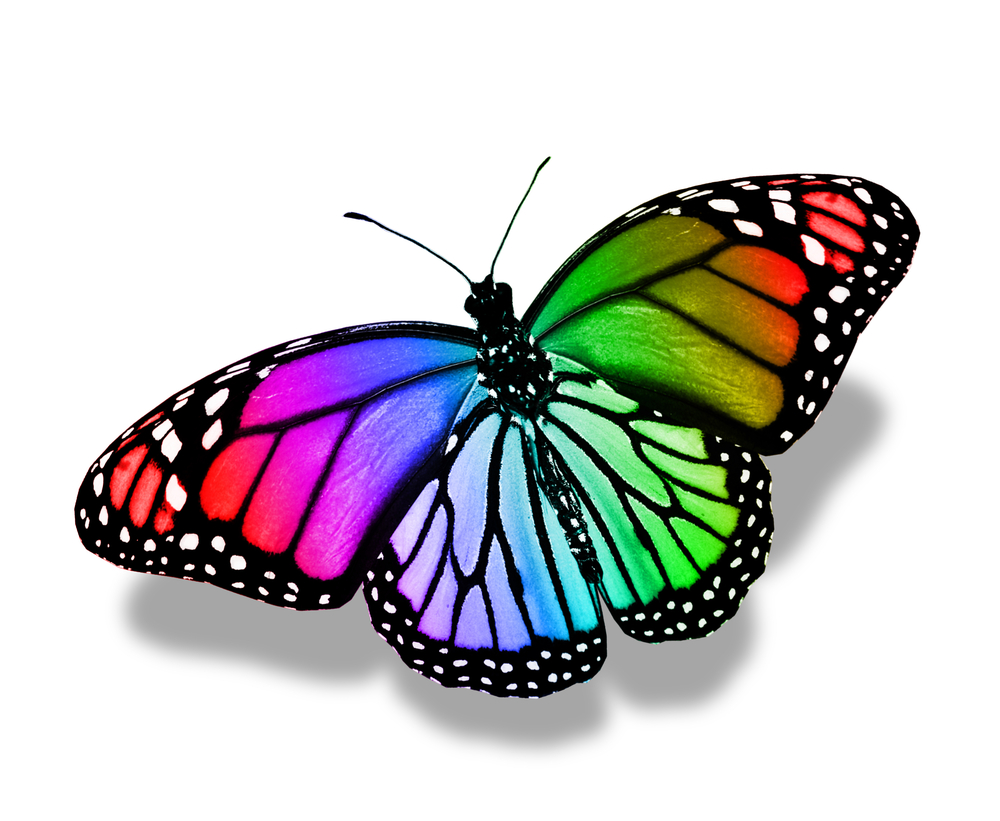 The rare butterfly with two genders
