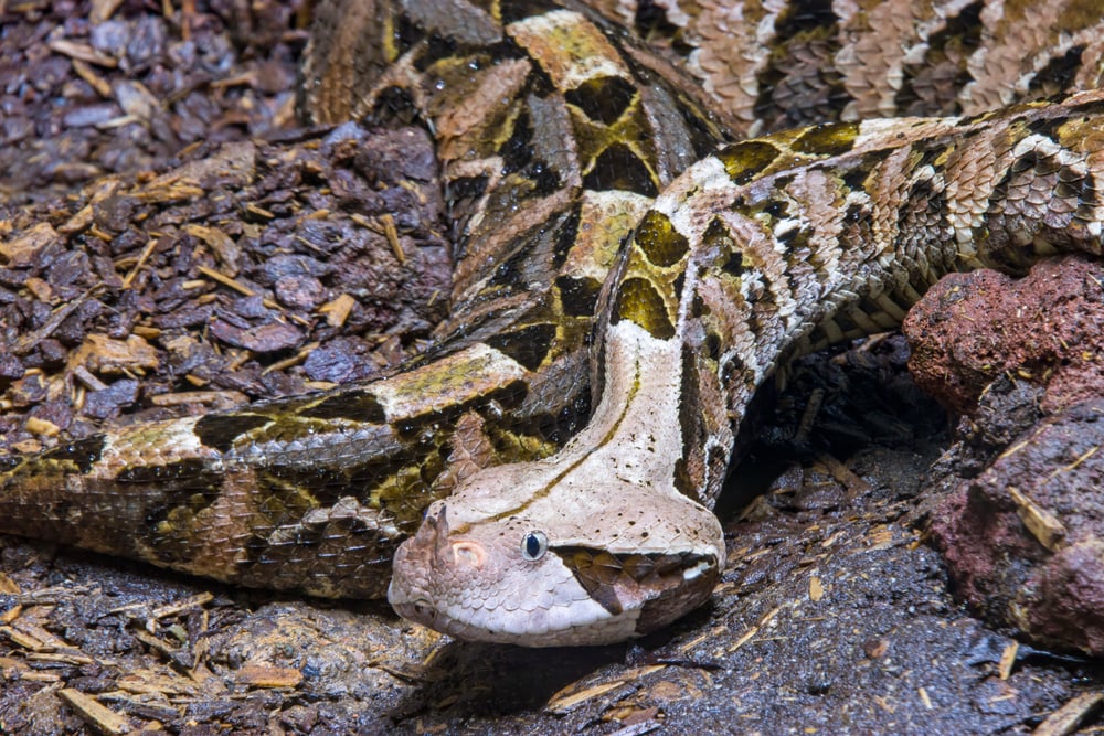 Here’s how a plumpy toad imitates to be a deadly snake